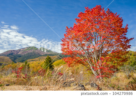 Autumn in Norikura Kogen [Large maple in Ichinose Park] 104270986
