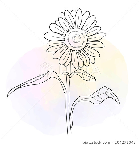 柔和的背景和向日葵花 1 104271043