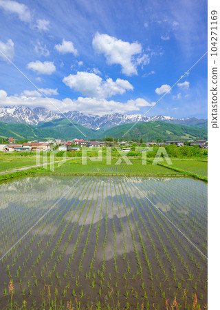 Paddy fields and the Hakuba mountain range after rice planting [Hakuba village in early summer] 104271169