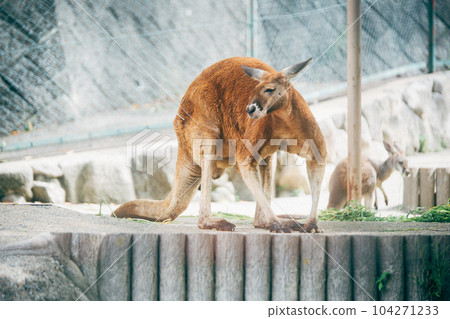 Kangaroo 104271233