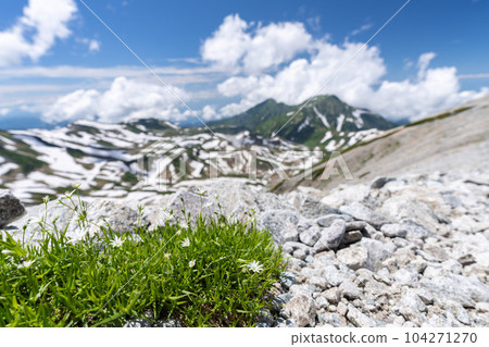 Tateyama's plants 104271270