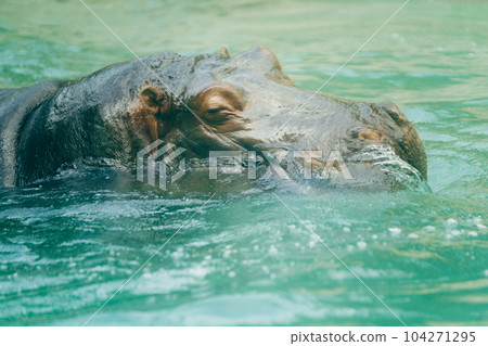 河馬 河馬 104271295