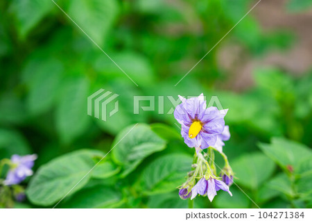 Akari flowers in the field 104271384