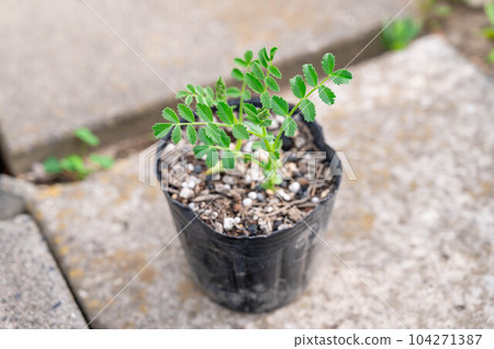 pot seedlings of chickpeas pot seedlings of chickpeas 104271387