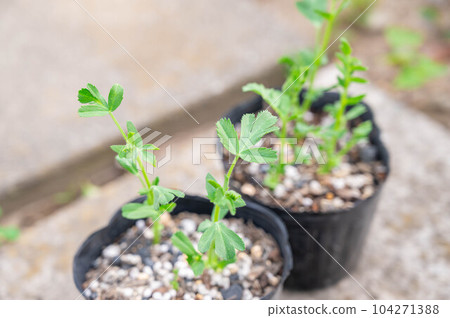 pot seedlings of chickpeas 104271388