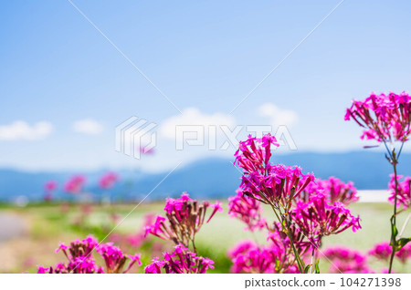 Mushitori Nadeshiko in early summer Mushitori Nadeshiko in early summer 104271398