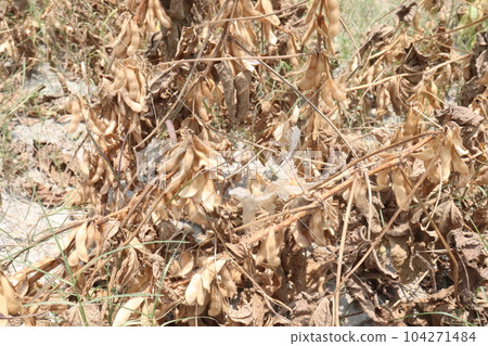 ripe soybean on tree in farm for oil ripe soybean on tree in farm for oil 104271484