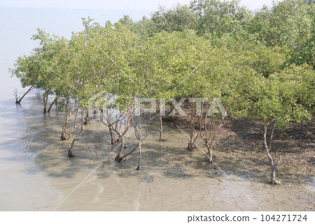 Laguncularia racemosa tree plant near of sea beach Laguncularia racemosa tree plant near of sea beach 104271724