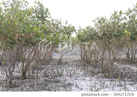 Laguncularia racemosa tree plant near of sea beach Laguncularia racemosa tree plant near of sea beach 104271729