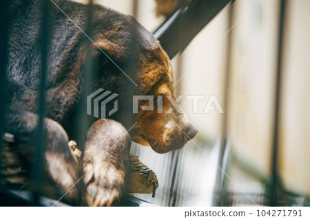 Captured bear 104271791