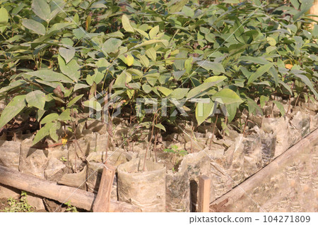 Golden shower tree stock on nursery 104271809