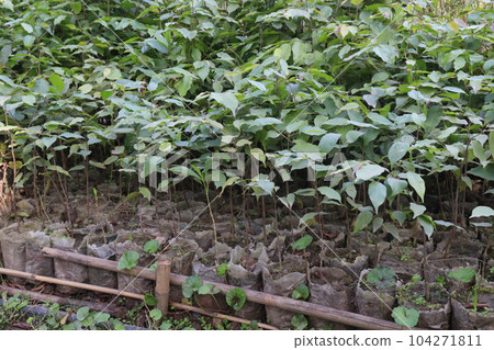 Golden shower tree stock on nursery 104271811