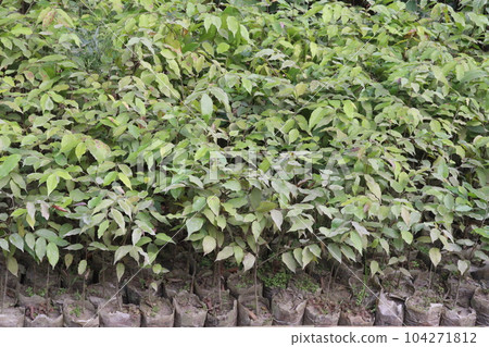 Golden shower tree stock on nursery 104271812