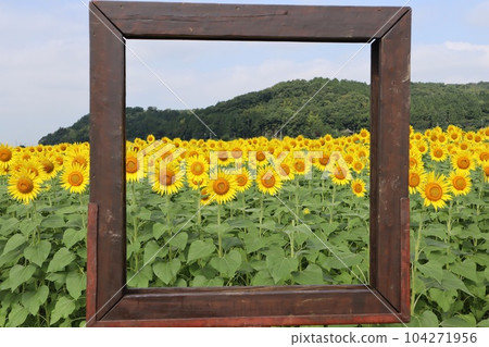 A sunflower field framed like a painting Mashiko Town 104271956