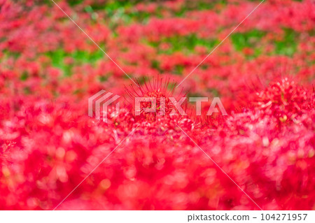 叢生孤挺花/秋天到來圖像 叢生孤挺花/秋天到來圖像 104271957