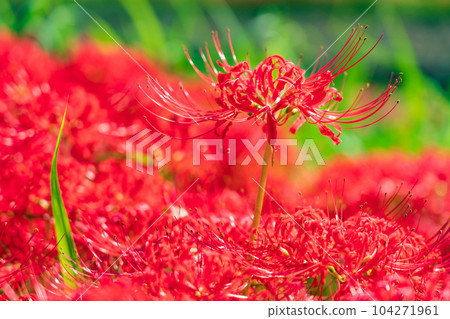 Cluster amaryllis/autumn arrival image Cluster amaryllis/autumn arrival image 104271961