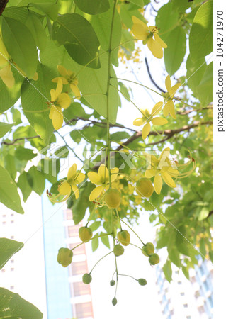 Golden shower flower on tree 104271970