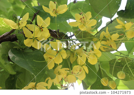 Golden shower flower on tree 104271973