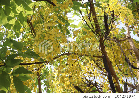 Golden shower flower on tree 104271974