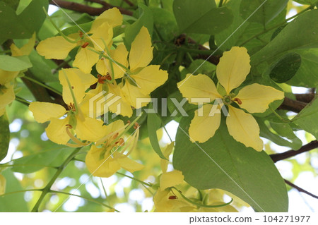 Golden shower flower on tree Golden shower flower on tree 104271977
