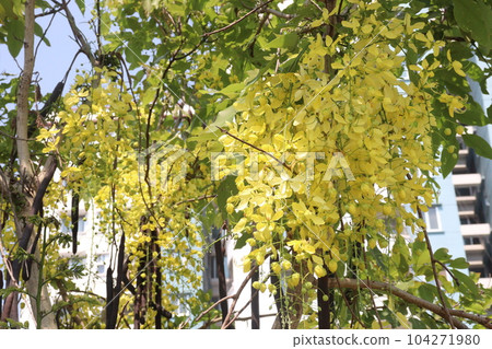Golden shower flower on tree 104271980
