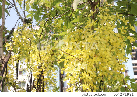 Golden shower flower on tree 104271981