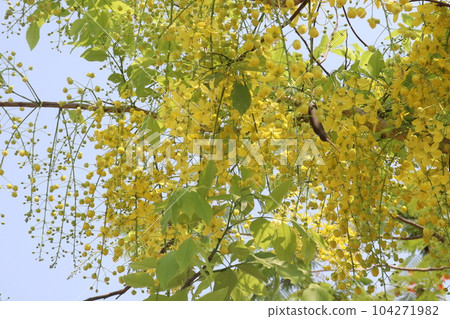 Golden shower flower on tree 104271982