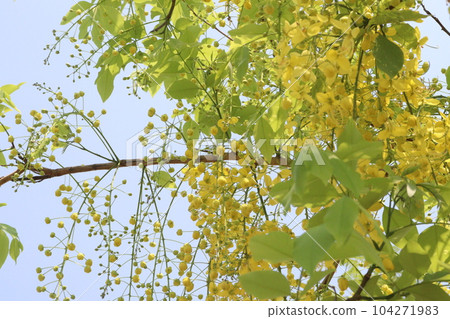 Golden shower flower on tree Golden shower flower on tree 104271983