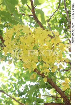 Golden shower flower on tree 104271986