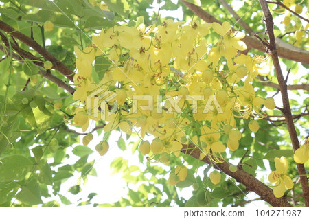 Golden shower flower on tree 104271987