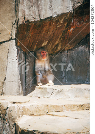A monkey resting in the shade of a rock 104272004