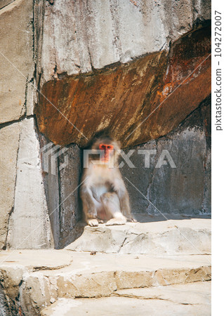A monkey looking at the camera resting in the shade of a rock 104272007