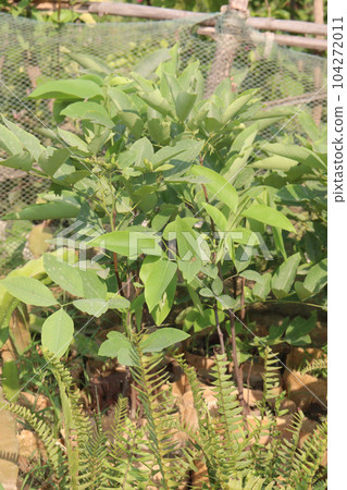 Golden shower tree farm for harvest 104272011