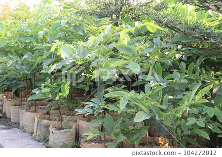 Golden shower tree farm for harvest Golden shower tree farm for harvest 104272012