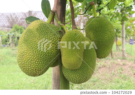raw jackfruit on tree in farm for harvest raw jackfruit on tree in farm for harvest 104272029