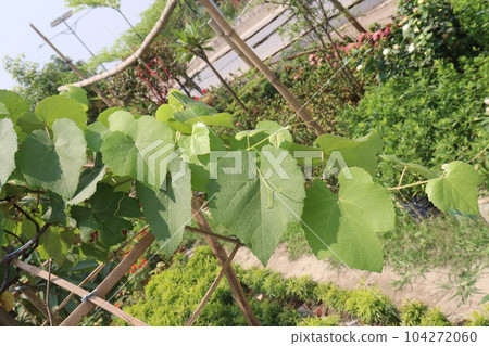 grape on tree in farm for harvest 104272060