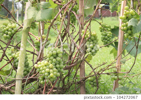 grape on tree in farm for harvest 104272067