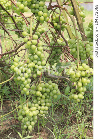grape on tree in farm for harvest 104272069