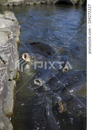 Feed the carp! 50 yen per cup 2 Feed the carp! 50 yen per cup 2 104272227