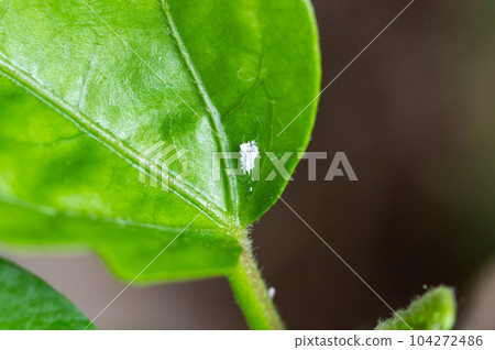 被害蟲寄生的室內植物 104272486