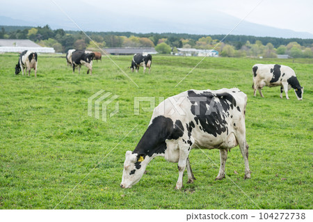 milk cows graze grass at Asagiri Kogen farm, Fujinomiya, Shizuoka milk cows graze grass at Asagiri Kogen farm, Fujinomiya, Shizuoka 104272738