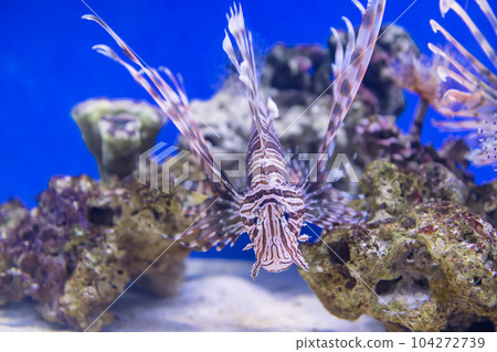 Lionfish swiming by coral reef rock and sand in aquarium 104272739