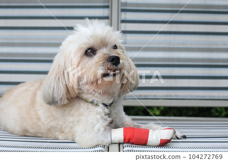 Injured Shih Tzu dog on chair wrapped by red bandage Injured Shih Tzu dog on chair wrapped by red bandage 104272769