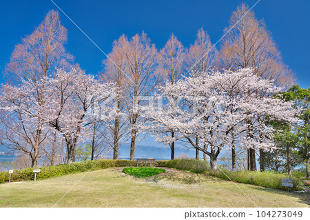 【櫻花盛開、琵琶湖畔】地點:滋賀縣草津市下物町 【櫻花盛開、琵琶湖畔】地點:滋賀縣草津市下物町 104273049