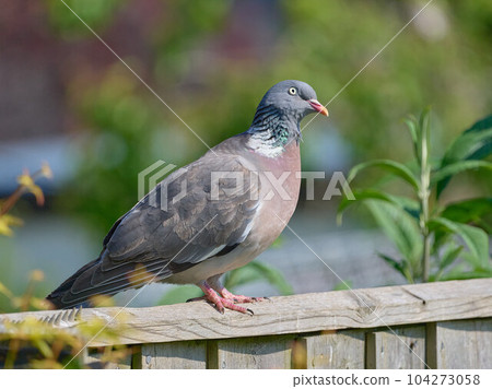 A wood pigeon perched on a fence in the south of UK A wood pigeon perched on a fence in the south of UK 104273058