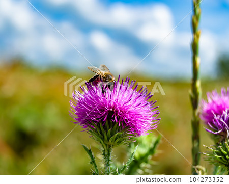 Beautiful wild flower winged bee on background foliage meadow Beautiful wild flower winged bee on background foliage meadow 104273352