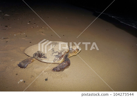 海龜產卵後返回大海 海龜產卵後返回大海 104273544