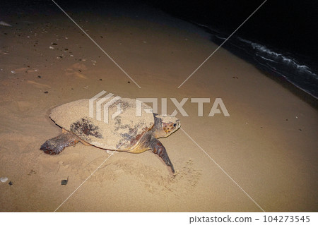 海龜產卵後返回大海 104273545