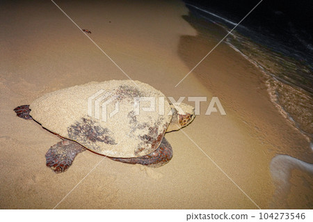 A sea turtle returning to the sea after laying eggs A sea turtle returning to the sea after laying eggs 104273546