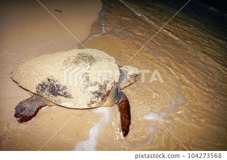 海龜產卵後返回大海 海龜產卵後返回大海 104273568
